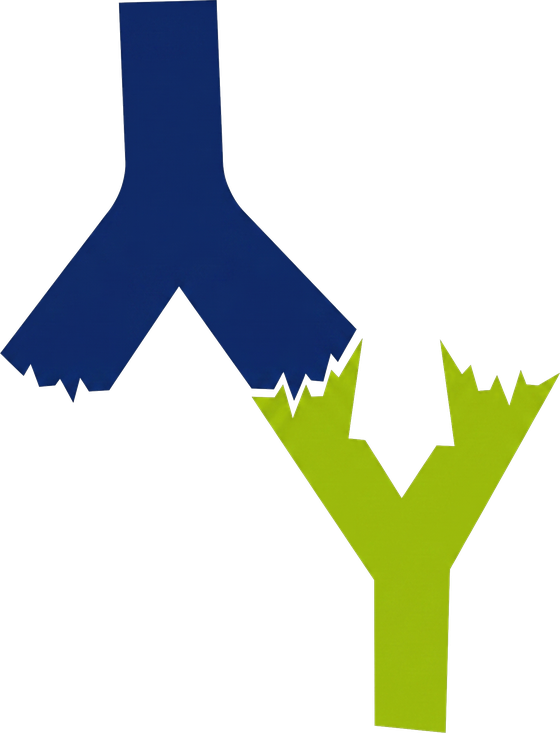 Neutralisation : anticorps complementaire (vert) emboite avec auto-anticorps (bleu)