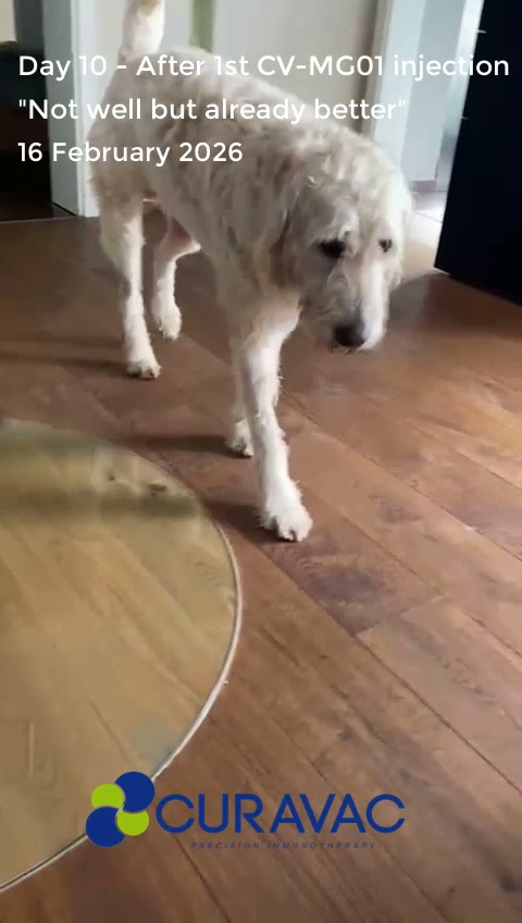 Teddy, a Labradoodle with myasthenia gravis