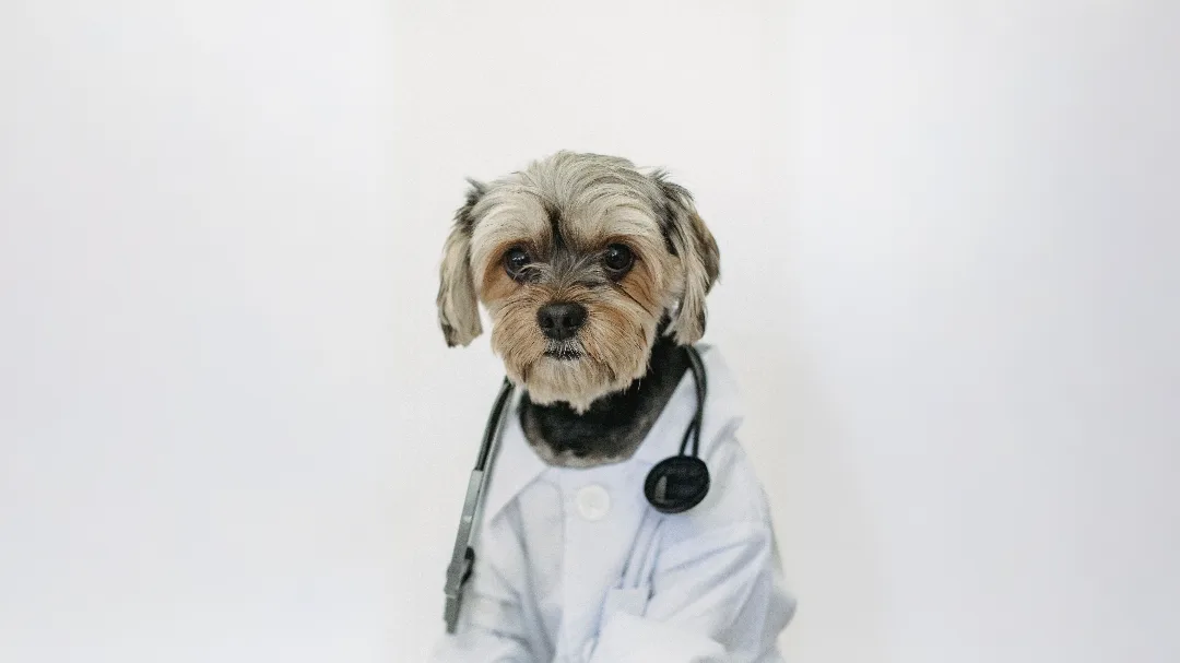 CuraVac Expands into the Veterinary Market