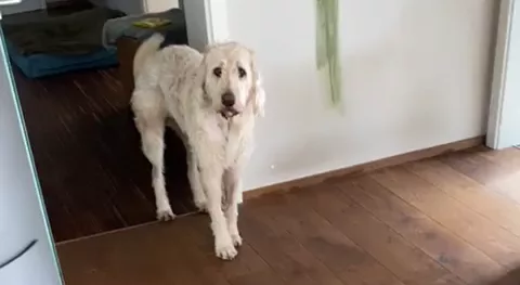 Teddy the Labradoodle on the Road to Remission with Targeted Active Therapy